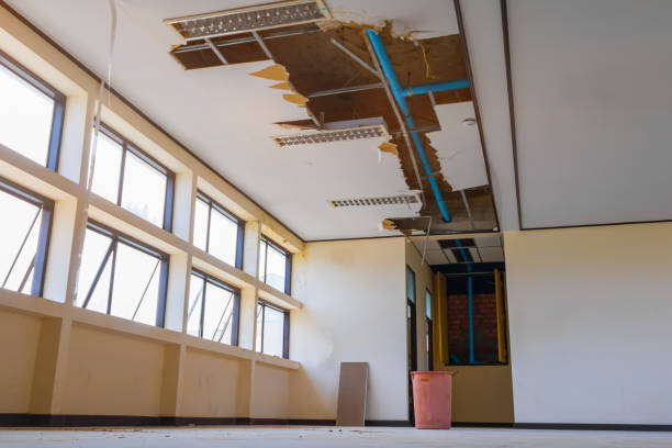 Best Mold removal after water damage  in Mount Jackson, VA