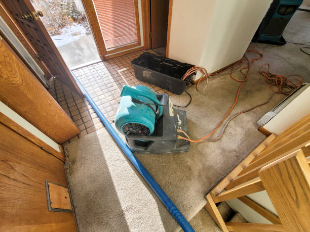 Best Flood damage cleanup  in Mount Jackson, VA